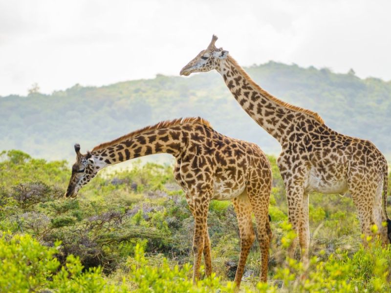 Arusha National Park