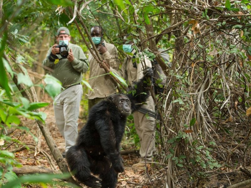 Gombe National Park